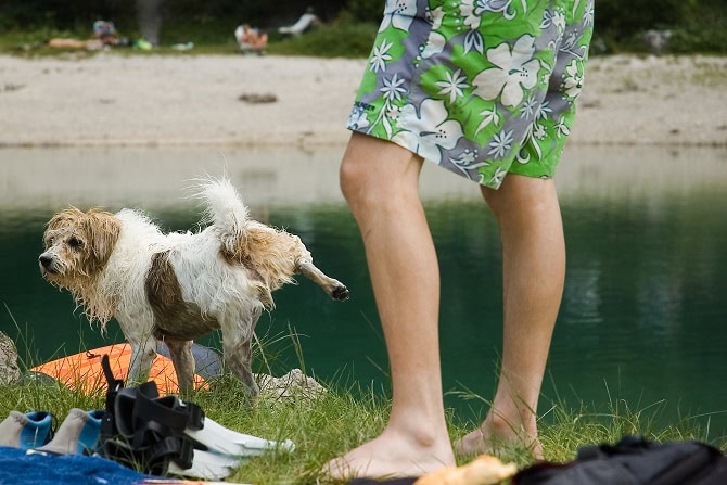 Kastration Hunde aus ethischer Sicht_ATN Magazin_kleiner Hund markiert unerwünscht auf Badeplatz des Frauchens am See