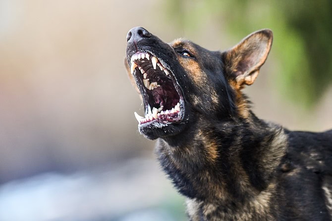 Kastration von Hunden aus ethischer Sicht_ATN Magazin_SchƤferhund mit aggressivem Verhalten