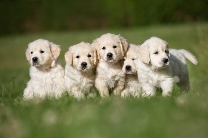 Kastration von Hunden aus ethischer Sicht_ATN Magazin_5 golden Labrador Welpen im Gras