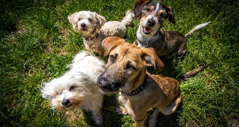 ATN Akademie Online Magazin - Kastration von Hunden aus ethischer Sicht. 4 Hunde auf Wiese blicken zum Fotografen.