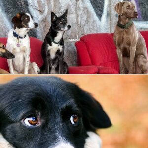 Zweigeteiltes Bild, ersteres mit drei Hunden in Sitzposition und zweiteres mit Hund, der ein seitlich guckt