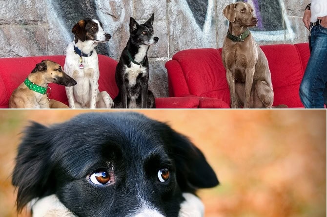 Zweigeteiltes Bild, ersteres mit drei Hunden in Sitzposition und zweiteres mit Hund, der ein seitlich guckt