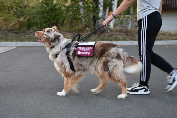 Assistenzhundetrainer Ausbildung ATN- Assistenzhund im Einsatz beim Überqueren einer Straße