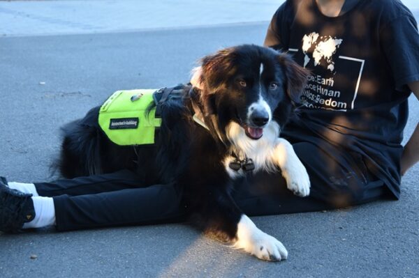 Assistenzhundetrainer Ausbildung ATN- Assistenzhund liegt auf Beinen einer sitzenden Frau