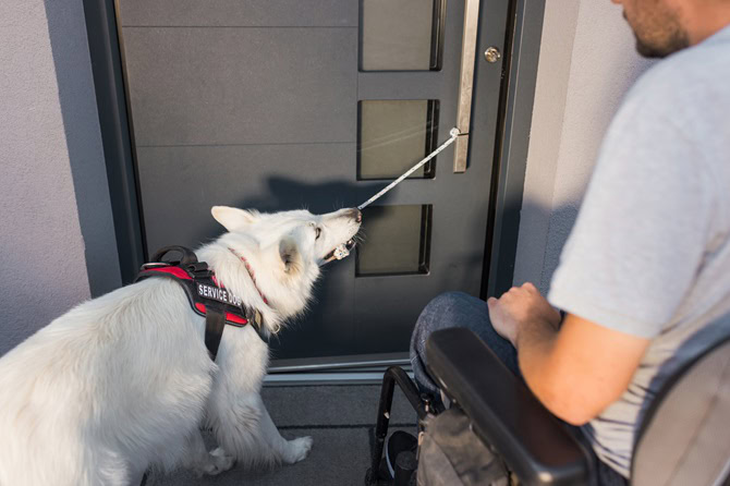 Assistenzhundetrainer Ausbildung ATN- weißer Assistenzhund hilft Person im Rollstuhl beim Öffnen der Tür