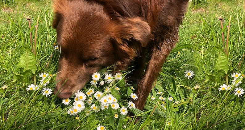 ATN Online Magazin - Australian Shepherd im Schnüffelspiel