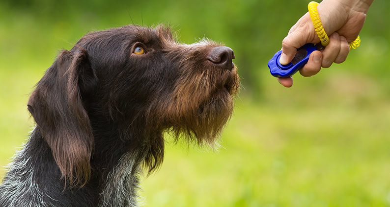ATN Online Magazin - Clickertraining mit Jagdhund
