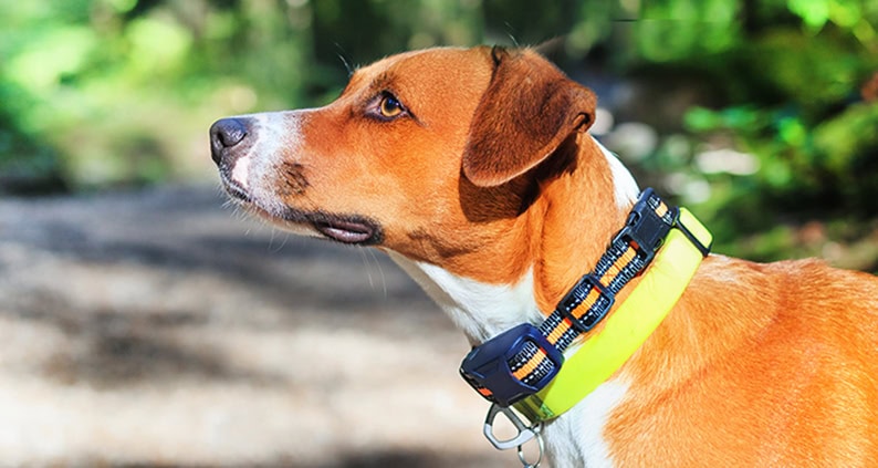 ATN Akademie Online Magazin - Elektrohalsband für den Hund. Brauner Hund mit Elektrohalsband.
