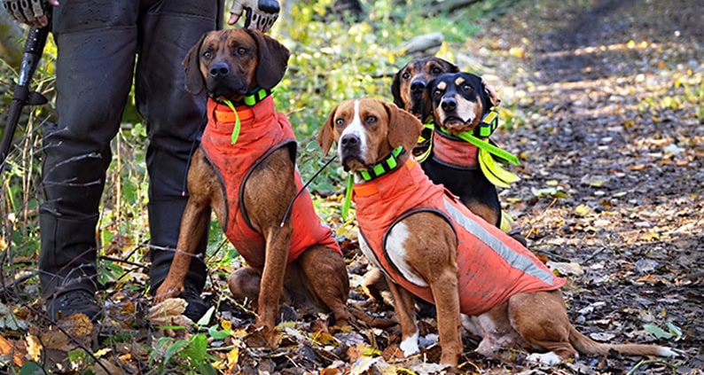 ATN Online Magazin - Jagdhunde mit Elektrohalsband