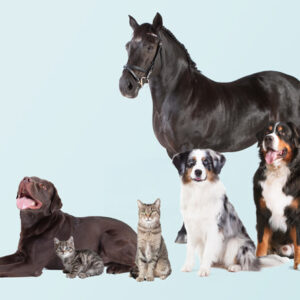 Ausbildung Verhaltensberater Hund Katze Pferd ATN Akademie - Gruppenbild mit Pferd, Hunden und Katzen