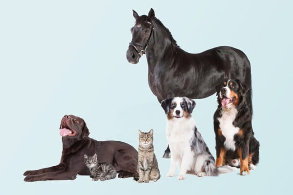 Ausbildung Verhaltensberater Hund Katze Pferd ATN Akademie - Gruppenbild mit Pferd, Hunden und Katzen