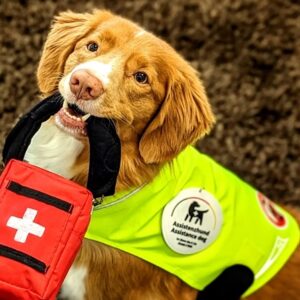 ATN Assistenzhundetrainer Ausbildung - Assistenzhund mit Weste und Rot Kreuz Tasche im Maul