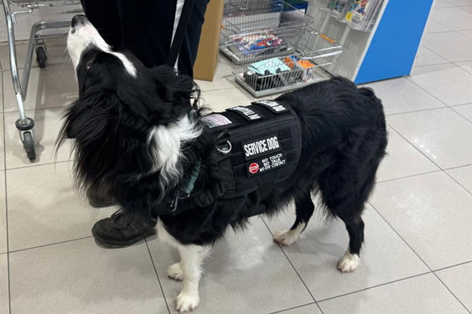 ATN Assistenzhundetrainer Ausbildung - schwarz-weißer Service Dog beim Einkaufen