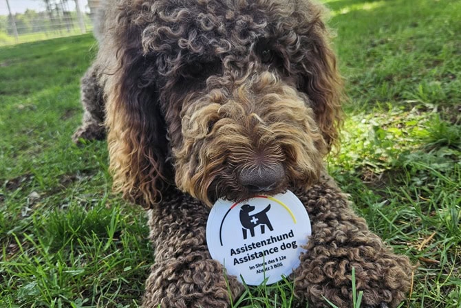 ATN Assistenzhundetrainer Ausbildung - Assistenzhund auf Wiese mit Assistance Dog Marke im Maul